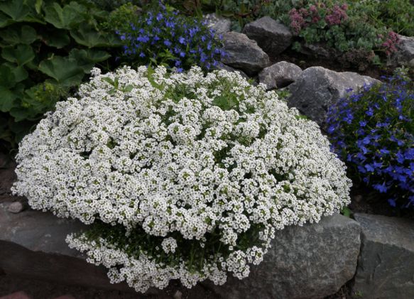 Алиссум (бурачок) белого цвета среди камней