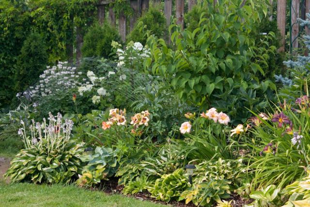 Неприхотливые цветы для сада